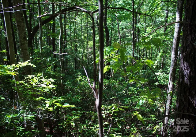 Photo 3 of Land for sale at Tbd Frozen Crk #34, Brevard, NC 28712 | MLS# 4326599 | Listing updated on 2026-08-10