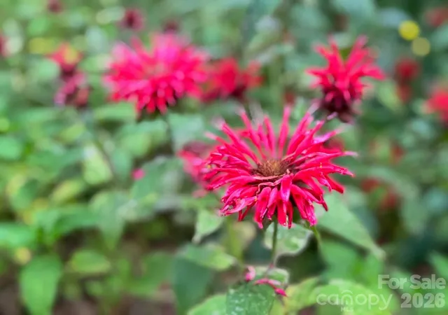 42nd image of 297 Hillside St, Asheville, NC 28801 | MLS# 4326761