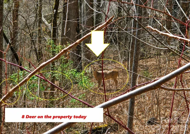 Photo 1 of Land for sale at 900 Fern Trl #31, Waynesville, NC 28786 | MLS# 4349722 | Listing updated on 2026-09-26