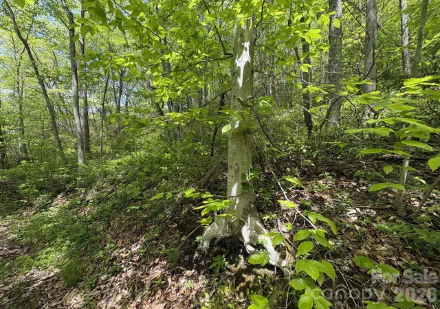 20th image of 999999 Harwood Rd #2, Barnardsville, NC 28709 | MLS# 4378410