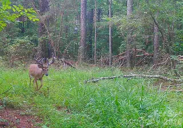 Photo 3 of Land for sale at 5555 Groves Rd, Union Mills, NC 28167 | MLS# 4384078 | Listing updated on 2026-08-17