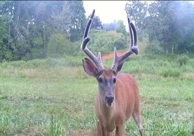 3rd image of 000 Cook Ln #24.87 Acres, Mills River, NC 28759 | MLS# 4386182