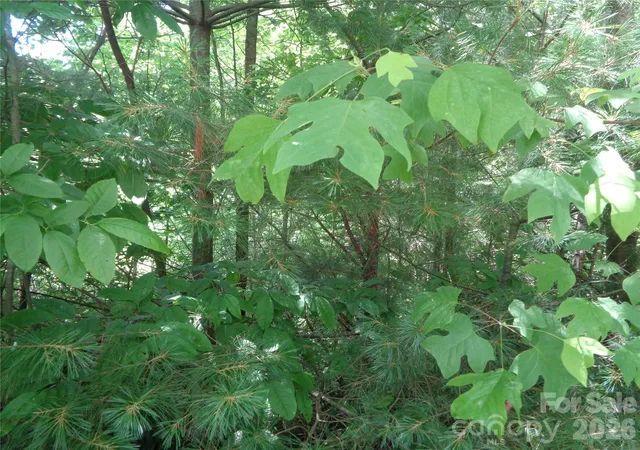 Photo 3 of Land for sale at Lot 6 Peaks Crk Trl, Maggie Valley, NC 28751 | MLS# 4391126 | Listing updated on 2026-06-13