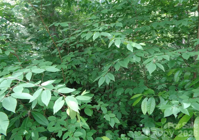 Photo 4 of Land for sale at Lot 6 Peaks Crk Trl, Maggie Valley, NC 28751 | MLS# 4391126 | Listing updated on 2026-06-13