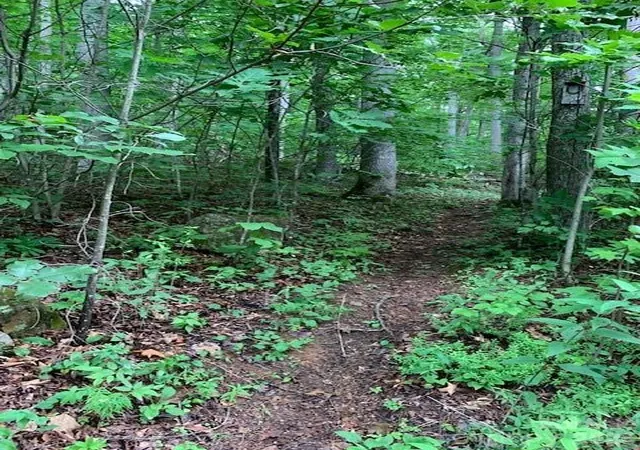 Photo 3 of Land for sale at Tbd Whitewater Cvs, Montreat, NC 28757 | MLS# 4392388 | Listing updated on 2026-06-23