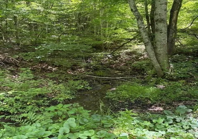 Photo 1 of Land for sale at 00 Shoaf Ln, Warrensville, NC 28693 | MLS# 4394234 | Listing updated on 2026-07-24