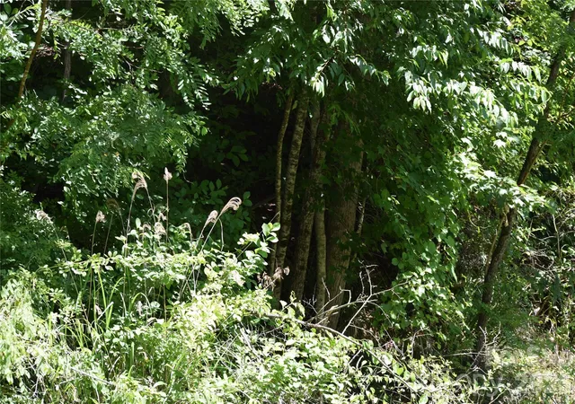Photo 30 of Land for sale at Tbd Wooded Mountain Trl #Tracts 1 & 2, Mars Hill, NC 28754 | MLS# 4395044 | Listing updated on 2026-09-03