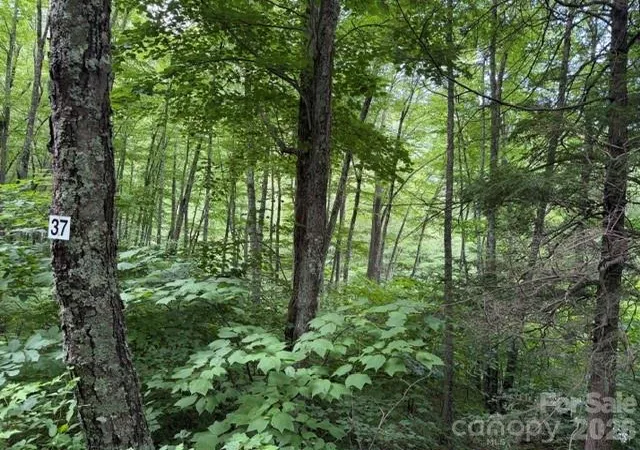 Photo 2 of Land for sale at Lot 37 Odalu Trl #37, Maggie Valley, NC 28751 | MLS# 4398436 | Listing updated on 2026-06-28
