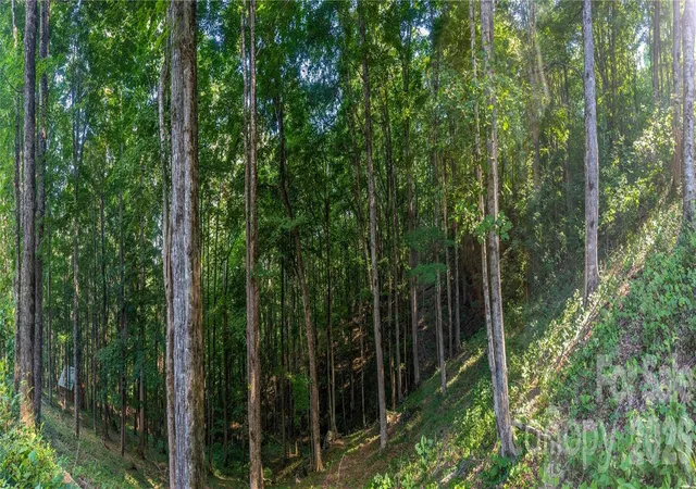 Photo 5 of Land for sale at 000 Amber Ranches #47, Bakersville, NC 28705 | MLS# 4399773 | Listing updated on 2026-07-02