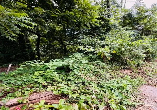5th image of 99999 Fairfax Ave, Asheville, NC 28806 | MLS# 4403521