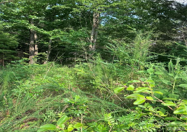 Photo 4 of Land for sale at 0 Rock House Rd, Blacksburg, SC 29702 | MLS# 4404738 | Listing updated on 2026-07-19