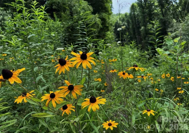 5th image of Tbd Paint Fork Rd, Barnardsville, NC 28709 | MLS# 4406038