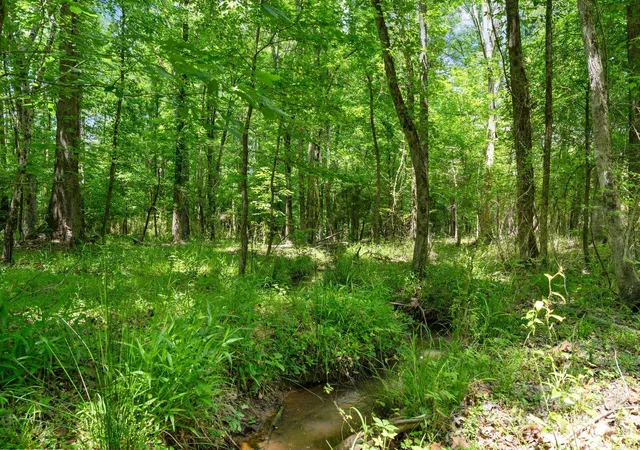 Photo 4 of Land for sale at 0000 Cool Branch Rd #5, Carlisle, SC 29706 | MLS# 4406414 | Listing updated on 2026-07-22