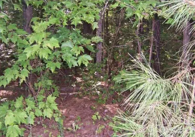 Photo 3 of Land for sale at 104 Shaman Dr, Louisburg, NC 27549 | MLS# 4409291 | Listing updated on 2026-10-03