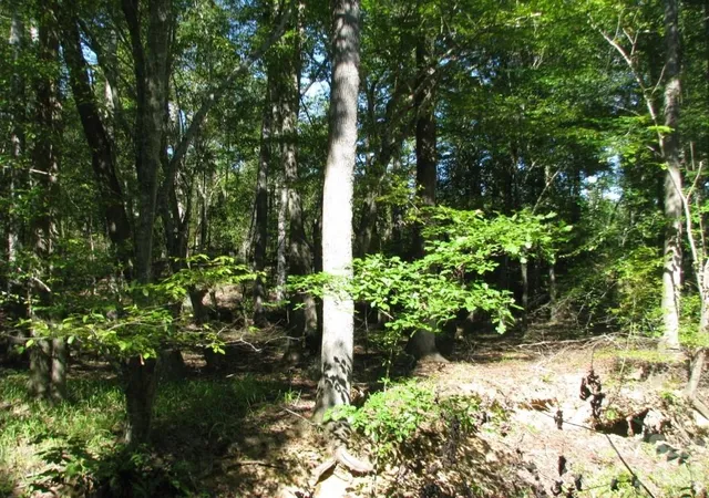 Photo 3 of Land for sale at 25 Ac Brandon Rd, Clover, SC 29710 | MLS# 4410016 | Listing updated on 2026-09-01