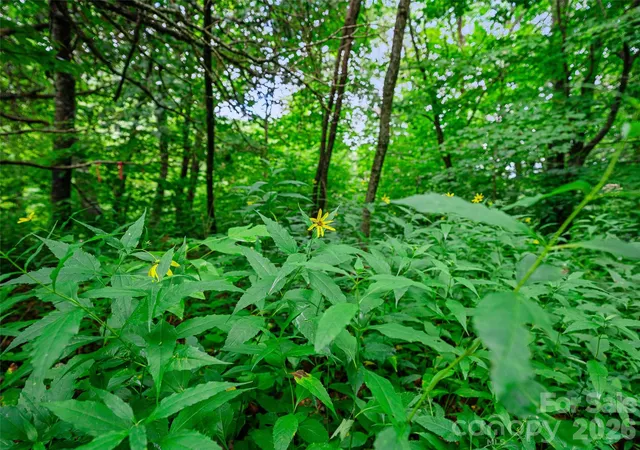 2nd image of 0 Ogle Meadows Rd #81, Burnsville, NC 28714 | MLS# 4411683