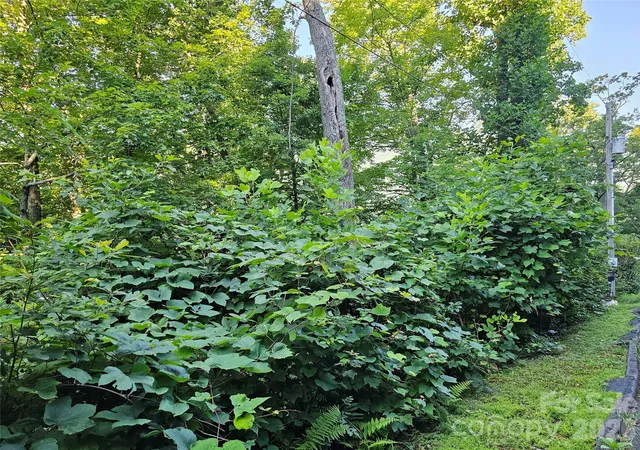 Photo 4 of Land for sale at 102 Big Ridge Rd #102, Burnsville, NC 28714 | MLS# 4415697 | Listing updated on 2026-10-02