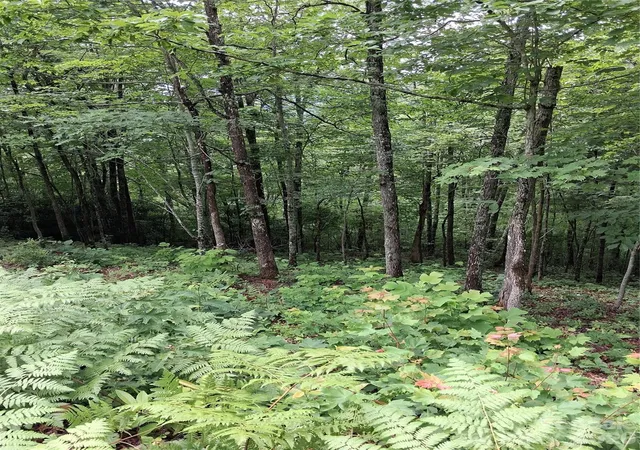 Photo 2 of Land for sale at Tbd Preservation Trl #47, Sylva, NC 28779 | MLS# 4416817 | Listing updated on 2026-09-03