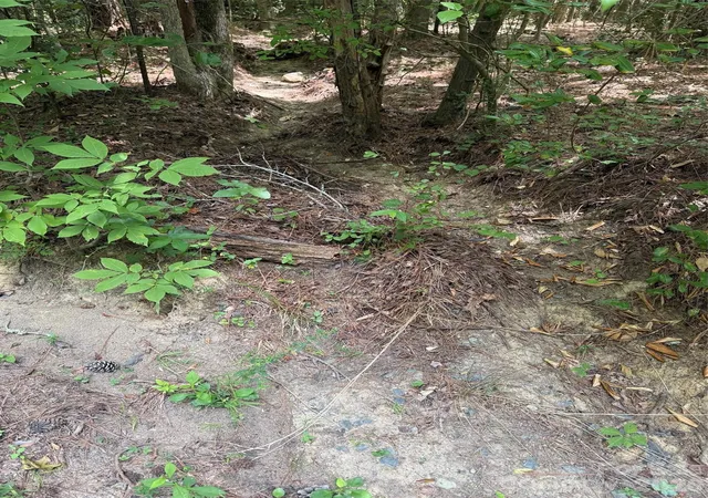Photo 2 of Land for sale at 0 Blackwell St, Mount Gilead, NC 27306 | MLS# 4418751 | Listing updated on 2026-08-27
