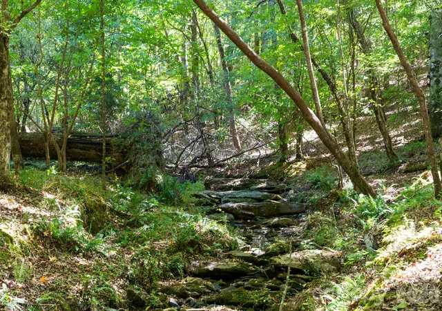 Photo 3 of Land for sale at 0000 Highway 215 N, Blair, SC 29015 | MLS# 4421675 | Listing updated on 2026-10-12