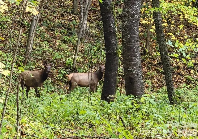 Photo 4 of Land for sale at 24 Tater Patch Rd, Waynesville, NC | MLS# 4421811 | Listing updated on 2026-09-04