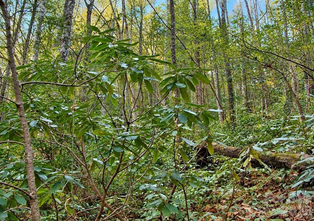 Photo 3 of Land for sale at 43 Deer Xing Ln #43, Ferguson, NC 28624 | MLS# 4427371 | Listing updated on 2026-09-29