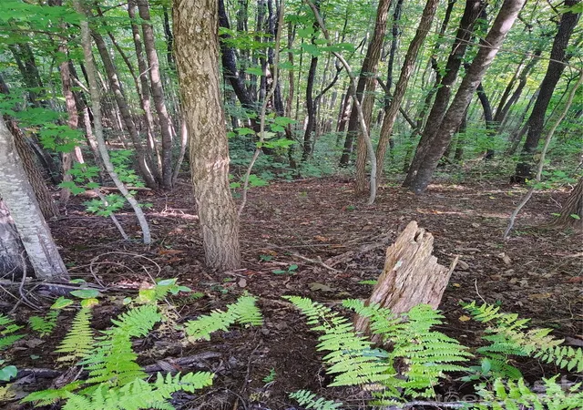 Photo 3 of Land for sale at 304 Feather Fls Trl #4, Black Mountain, NC 28711 | MLS# 4429136 | Listing updated on 2026-09-30