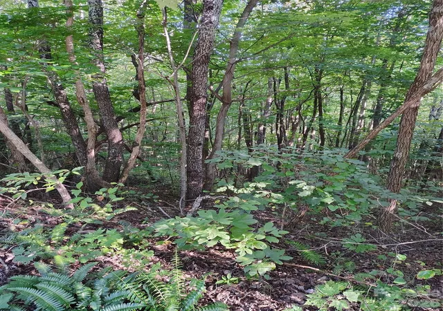 Photo 4 of Land for sale at 304 Feather Fls Trl #4, Black Mountain, NC 28711 | MLS# 4429136 | Listing updated on 2026-09-30
