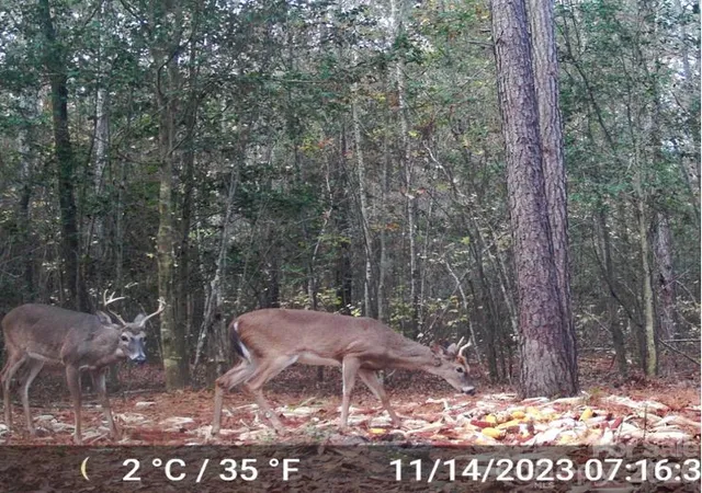 Photo 3 of Land for sale at 4079 Jefferson Davis Hwy, Bethune, SC 29009 | MLS# 4433888 | Listing updated on 2026-10-13