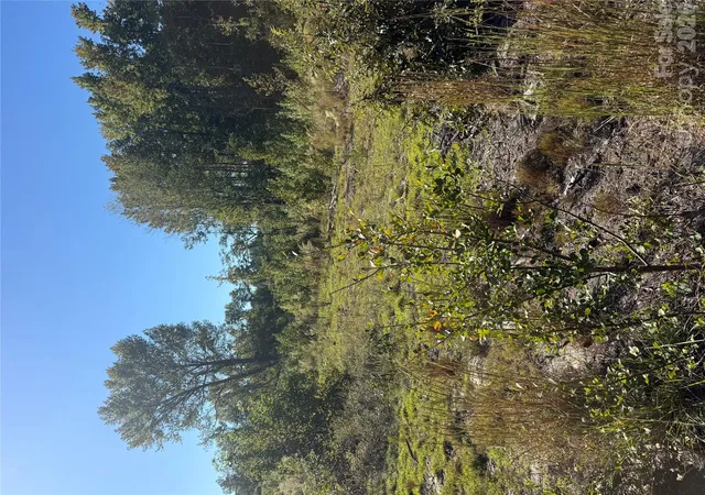 Photo 3 of Land for sale at Tbd Rock House Rd, Mount Croghan, SC 29727 | MLS# 4436123 | Listing updated on 2026-10-21