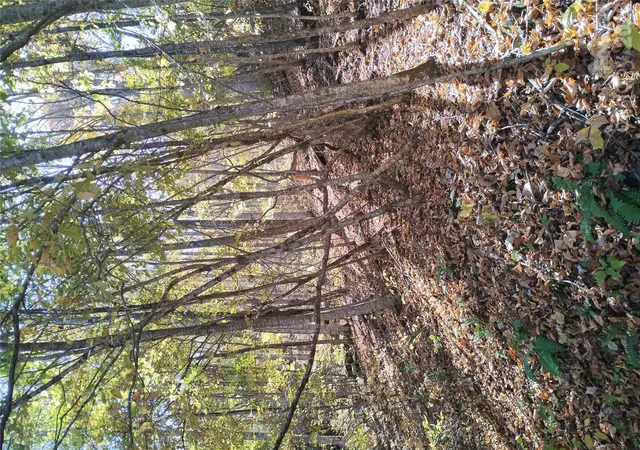 Photo 3 of Land for sale at 000 Dora Ln, Bakersville, NC 28705 | MLS# 4437442 | Listing updated on 2026-10-26
