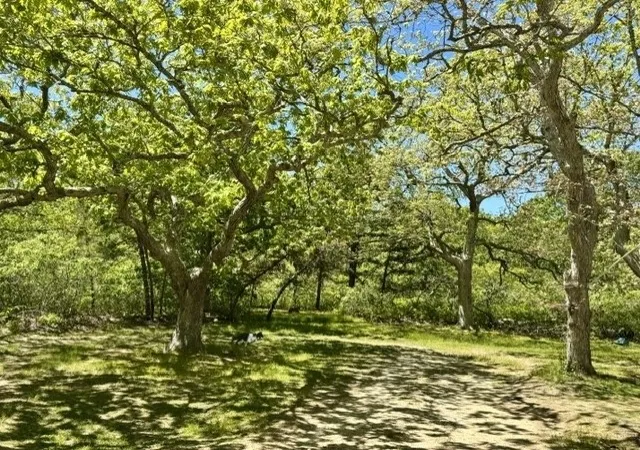 8th image of 47 Quenames Rd, Chilmark, MA 02535 | MLS# 73471155