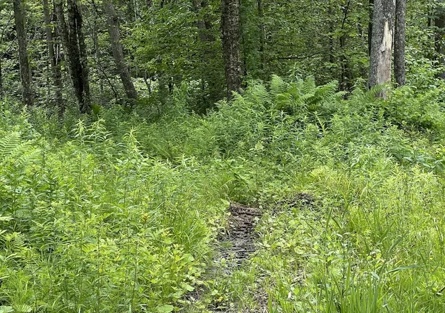 Homes for sale in Middlefield, MA | Lot 21 Becket Rd, Middlefield, MA 01243 | MLS# 73548374