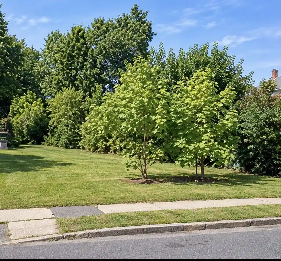 Photo 1 of Land for sale at 0 Olive Ave, Holyoke, MA 01040 | MLS# 73594376 | Listing updated on 2026-10-26