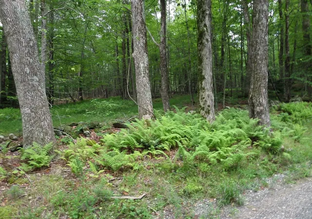 Homes for sale in Chesterfield, MA | 0 Pynchon Rd, Chesterfield, MA 01012 | MLS# 73512590