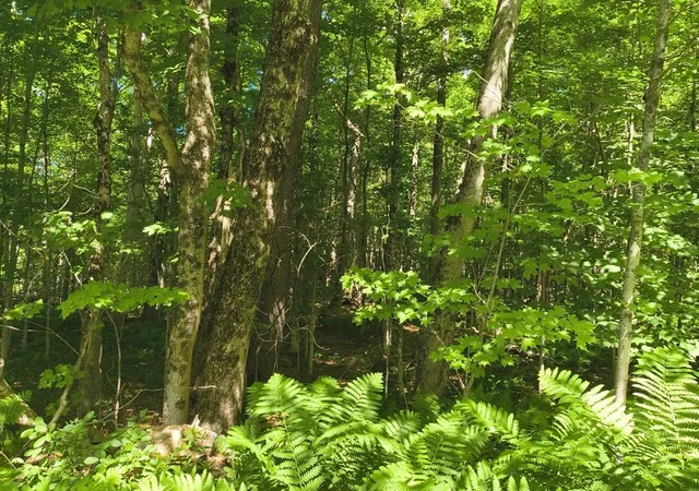 2nd image of Lot1 Holcomb Road, Chester, MA 01011 | MLS# 73543989