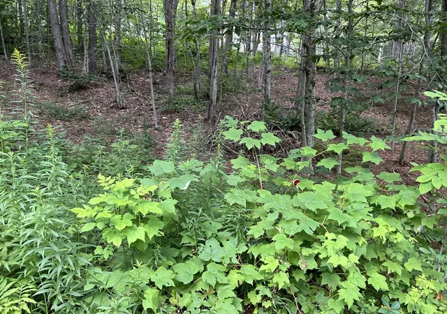 Photo 3 of Land for sale at Lot 134 Shaw Rd, Windsor, MA 01270 | MLS# 73569612 | Listing updated on 2026-09-01