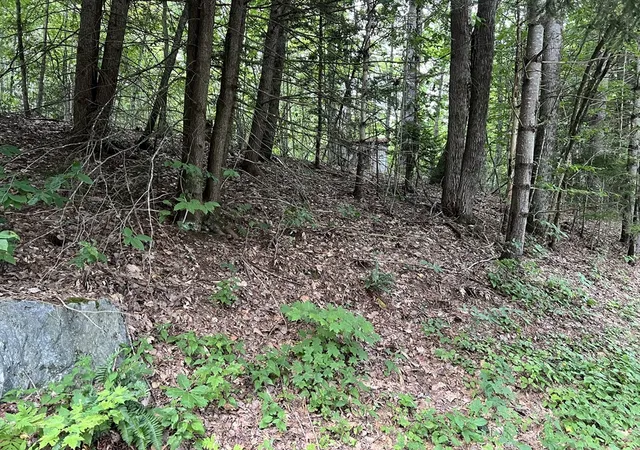 Photo 5 of Land for sale at Lot 134 Shaw Rd, Windsor, MA 01270 | MLS# 73569612 | Listing updated on 2026-09-01