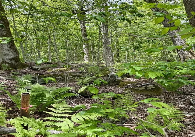Photo 3 of Land for sale at Lot 273 King Richard Dr, Becket, MA 01223 | MLS# 73528392 | Listing updated on 2026-08-28