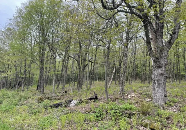 Photo 3 of Land for sale at 174 Tilda Hl Rd, Florida, MA 01247 | MLS# 73520933 | Listing updated on 2026-05-22