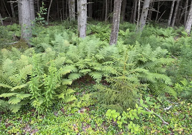 1st image of 0 Sixth, Templeton, MA 01436 | MLS# 73555488