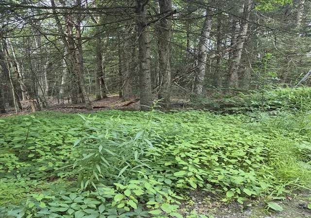 Photo 3 of Land for sale at Lot 1 Sampson Rd, Huntington, MA 01050 | MLS# 73563664 | Listing updated on 2026-08-18