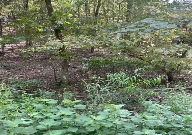 Photo 3 of Land for sale at 41 Western Hills, Broken Bow, OK 74728 | MLS# 1053947 | Listing updated on 2026-04-03