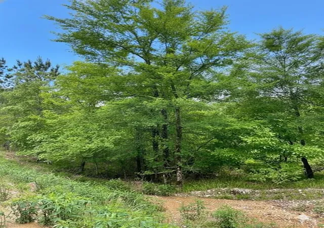 Photo 2 of Land for sale at 662 Timber Creek Trails South Xl, Broken Bow, OK 74728 | MLS# 1096925 | Listing updated on 2026-07-27