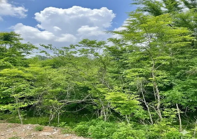 2nd image of 664 Timber Creek Trails South Xl, Broken Bow, OK 74728 | MLS# 1096934