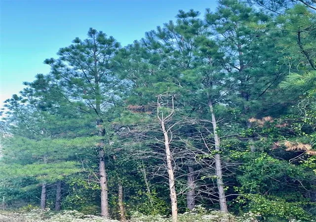 Photo 2 of Land for sale at 693 Timber Creek Trails South Xl, Broken Bow, OK 74728 | MLS# 1096974 | Listing updated on 2026-07-27