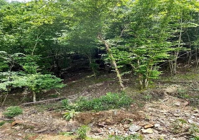 Photo 3 of Land for sale at 694 Timber Creek Trails South Xl, Broken Bow, OK 74728 | MLS# 1096975 | Listing updated on 2026-07-27