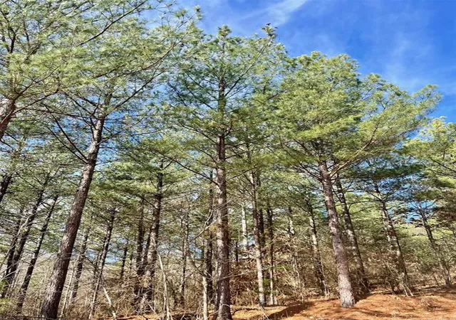 Photo 3 of Land for sale at 764 Timber Creek Trails South Xl, Broken Bow, OK 74728 | MLS# 1097921 | Listing updated on 2026-07-27