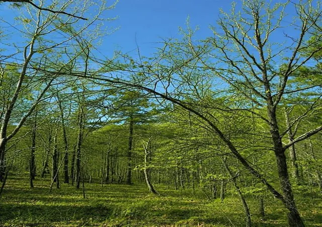 Photo 1 of Land for sale at 43 Western Maple Ct, Broken Bow, OK 74728 | MLS# 1148111 | Listing updated on 2026-10-15