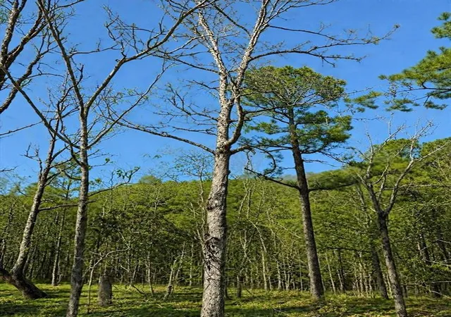 Photo 4 of Land for sale at 43 Western Maple Ct, Broken Bow, OK 74728 | MLS# 1148111 | Listing updated on 2026-10-15